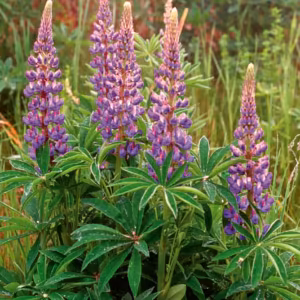 Blue Lupin Floral do Pacífico