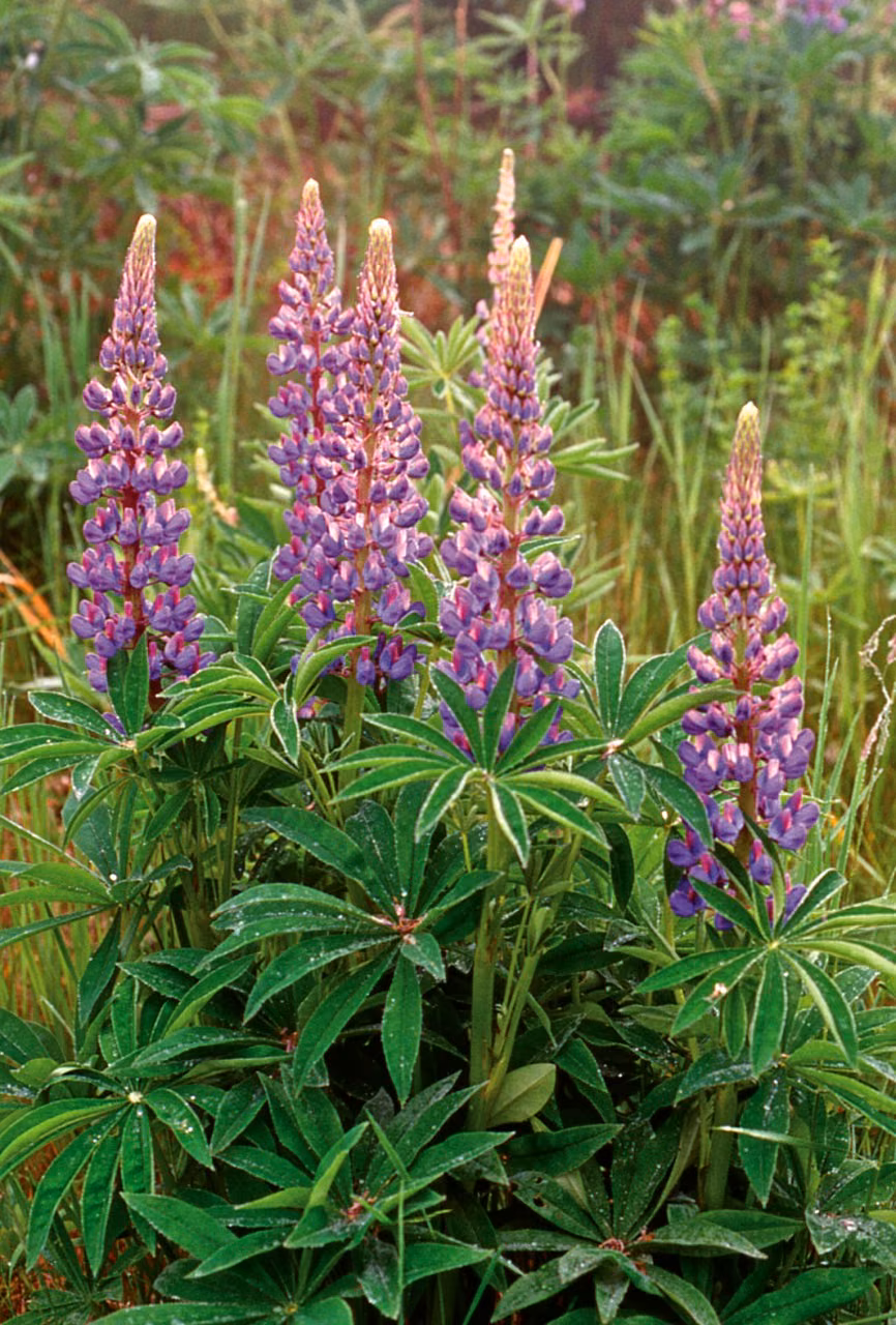 Blue Lupin Floral do Pacífico