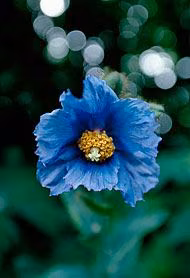 Blue Poppy Floral do Alaska