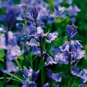 Bluebell Floral do Pacífico