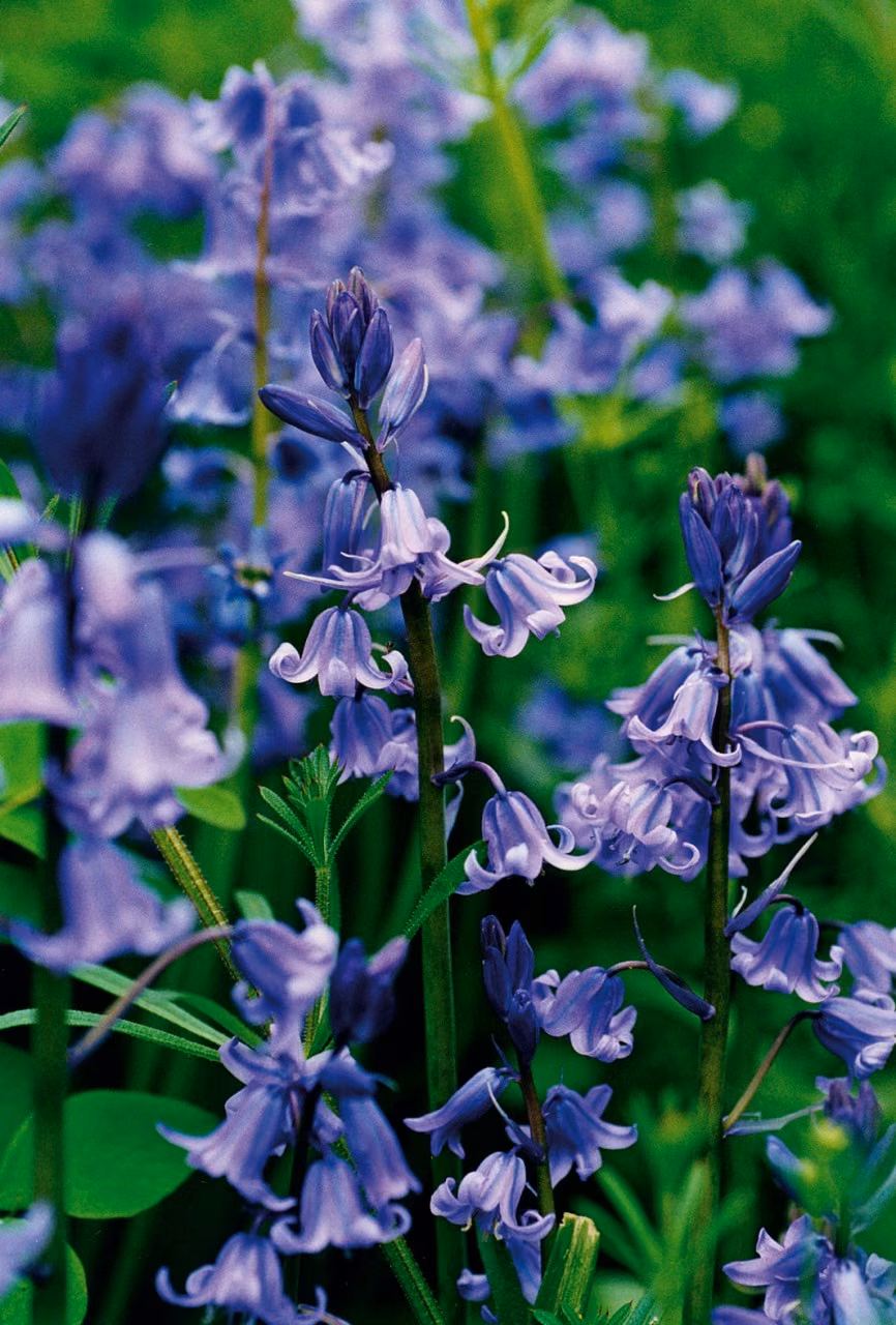 Bluebell Floral do Pacífico