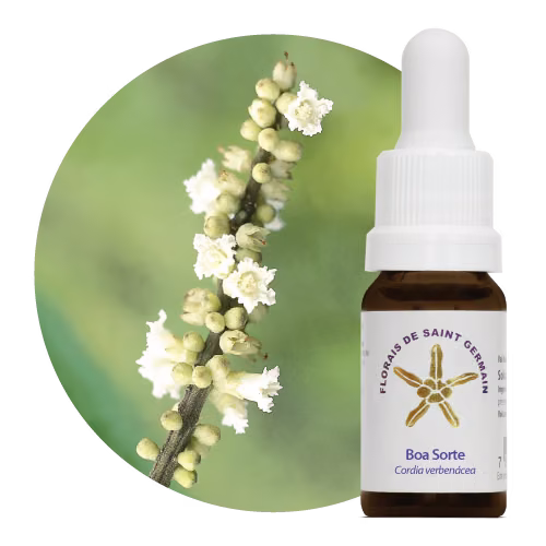 Boa Sorte Floral de Saint Germain 10 ml