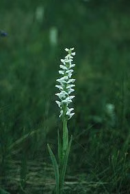 Bog Candle Floral do Alaska