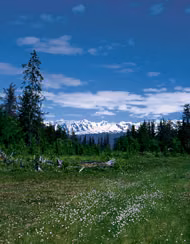 Bog Essência Ambiental do Alaska
