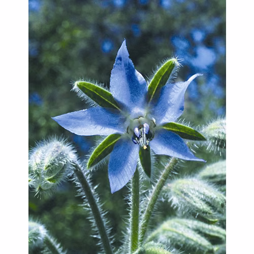 Borage Floral da Califórnia 30 ml