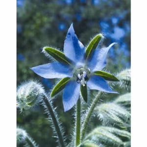 Borage Floral da Califórnia
