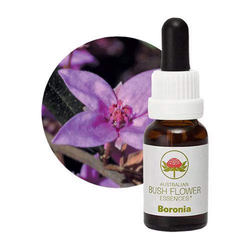 Boronia Floral do Bush Australiano 15 ml