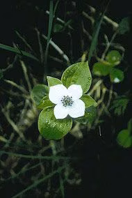Bunchberry Floral do Alaska