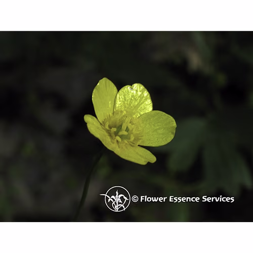 Buttercup Floral da Califórnia 30 ml