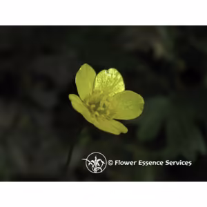 Buttercup Floral da Califórnia