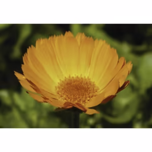 Calendula Floral da Califórnia 30 ml