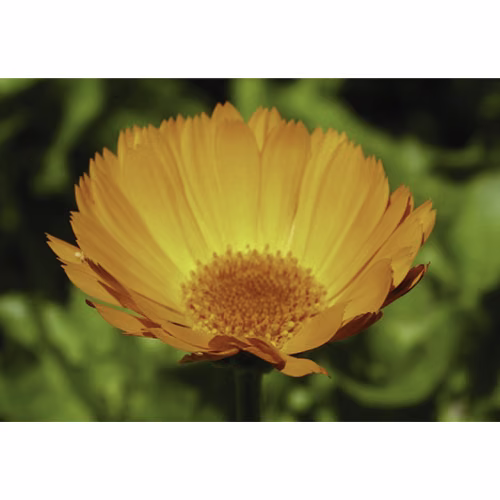 Calendula Floral da Califórnia - Imagem 2