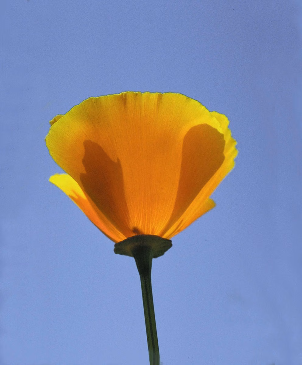 Califórnia Poppy Floral da Califórnia - Imagem 2