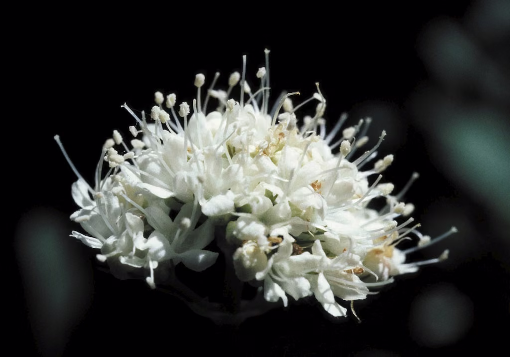 Califórnia Valerian Floral da Califórnia - Imagem 2
