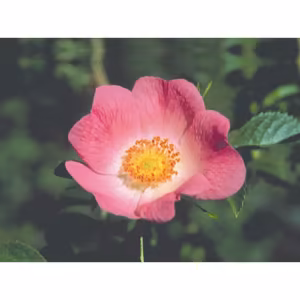 California Wild Rose Floral da Califórnia 30 ml