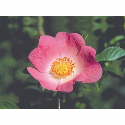 California Wild Rose Floral da Califórnia 30 ml