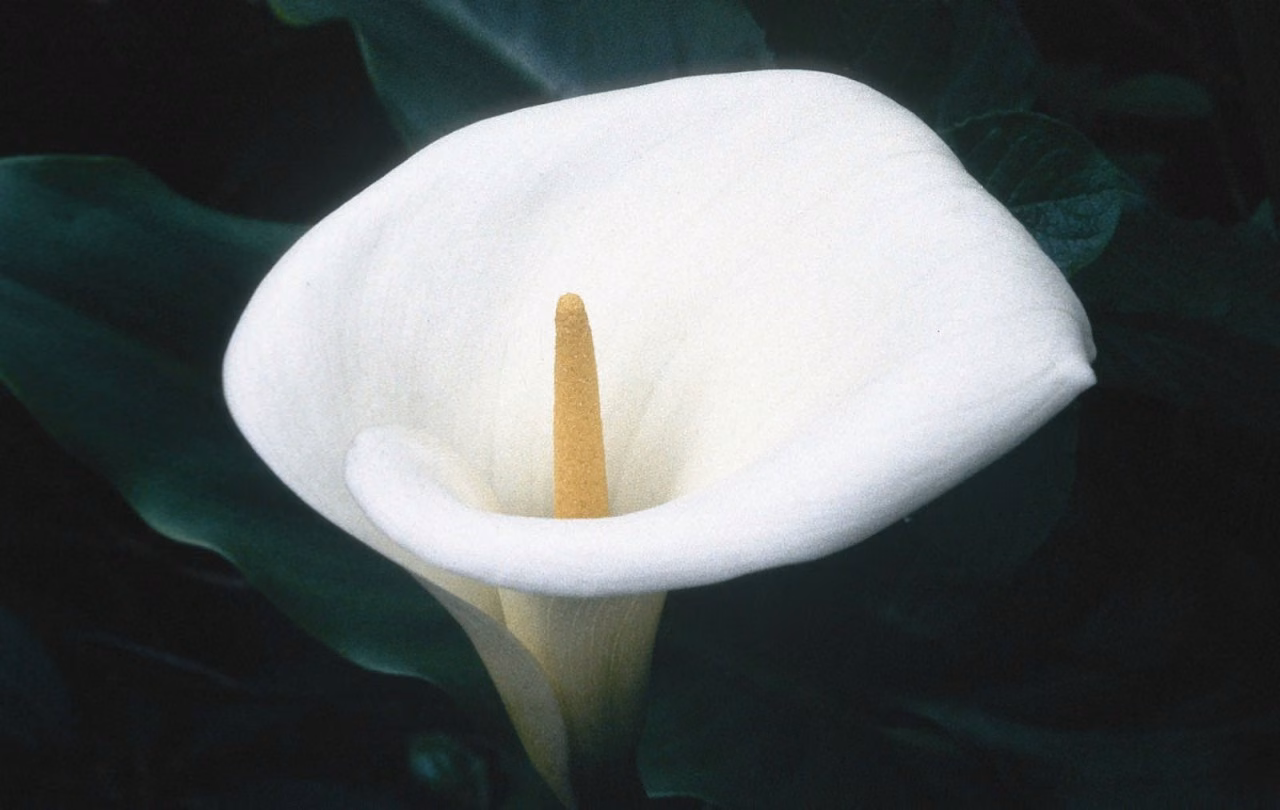 Calla Lily Floral da Califórnia - Imagem 2