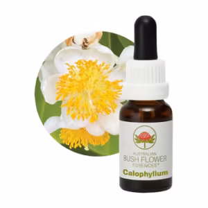Calophyllum Floral do Bush Australiano 15 ml