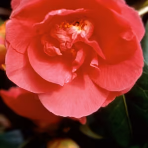 Camellia Floral do Pacífico