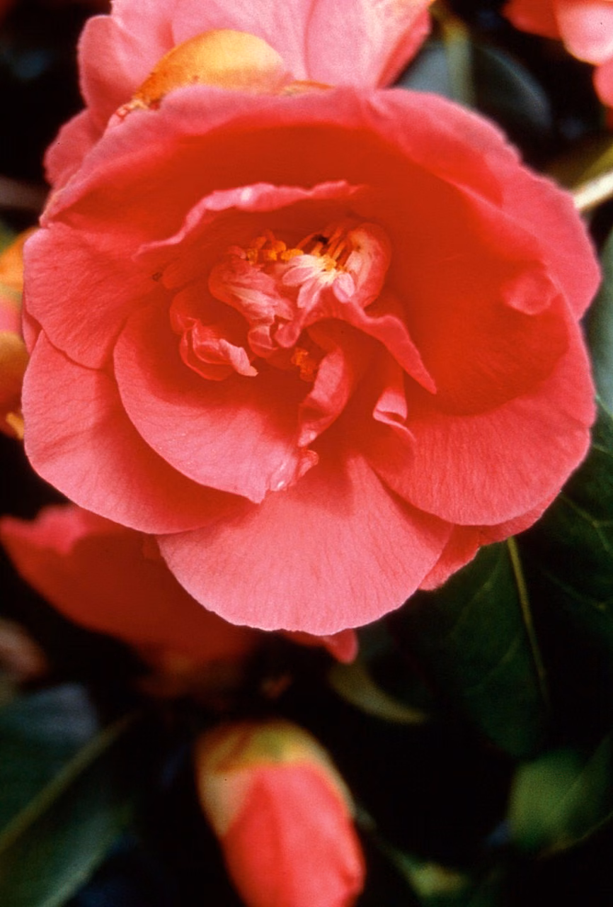 Camellia Floral do Pacífico