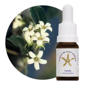 Canela Floral de Saint Germain 10 ml
