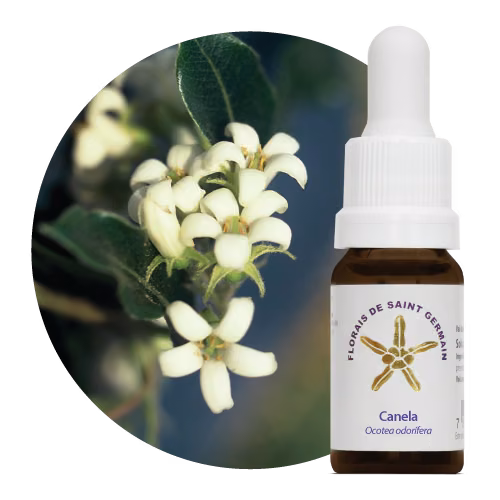 Canela Floral de Saint Germain 10 ml