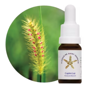 Capim Luz Floral de Saint Germain 10 ml