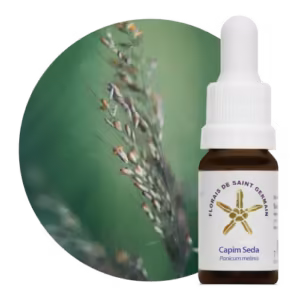 Capim Seda Floral de Saint Germain 10 ml