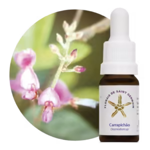 Carrapichão Floral de Saint Germain 10 ml