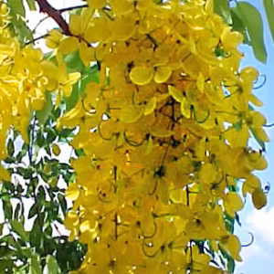 Cassia Imperial Floral de Gaia 10 ml