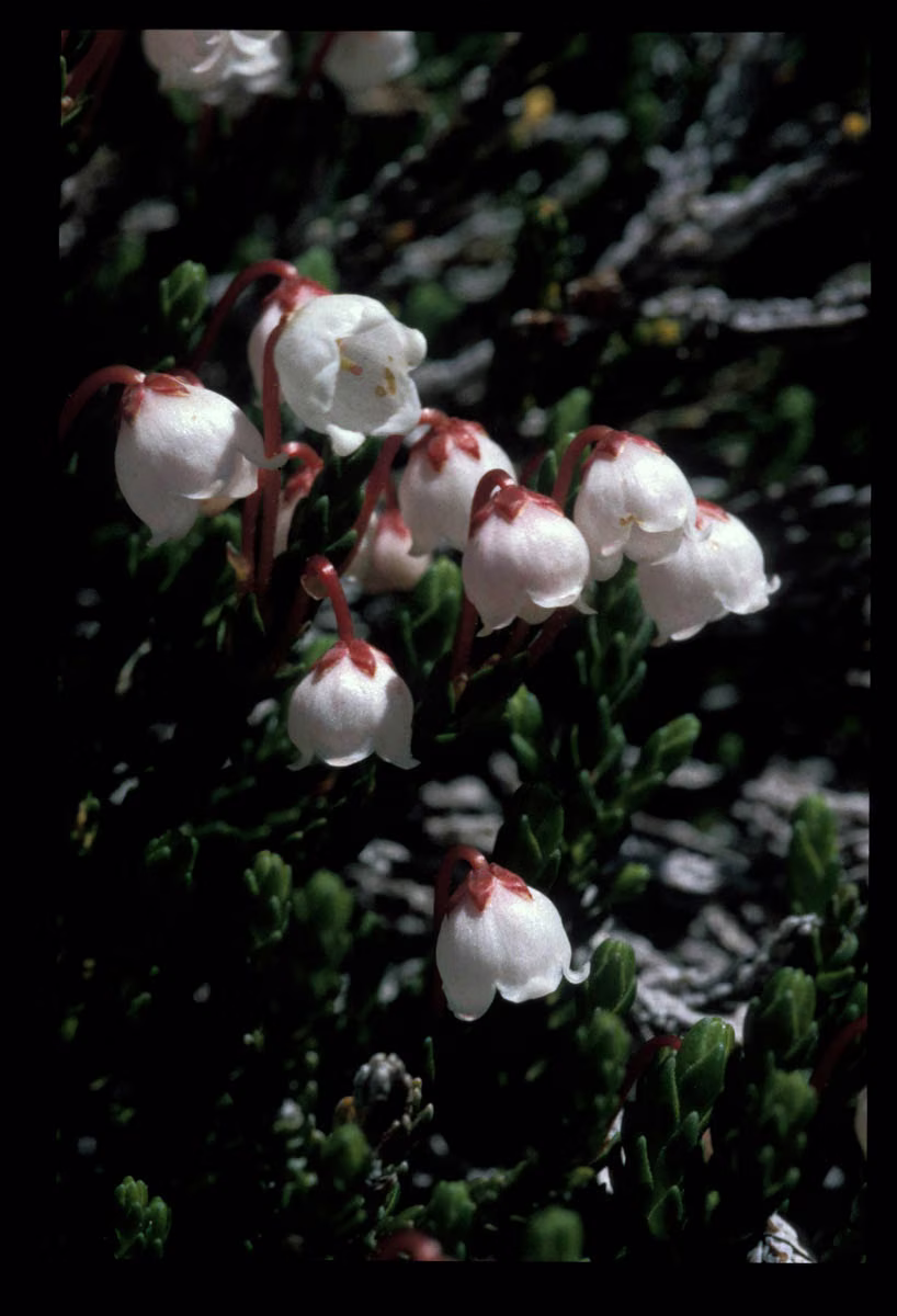 Cassiope Floral da Califórnia - Imagem 2