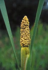Cattail Pollen Floral do Alaska
