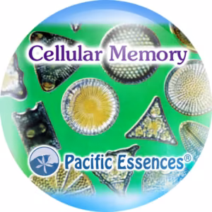 Cellular Memory Memória Celular Essência do Pacífico 25 ml