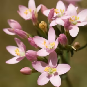 Centaury Floral de Bach 20 ml
