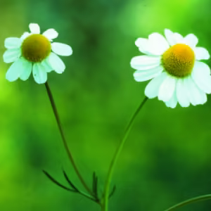 Chamomile Floral da Califórnia 30 ml