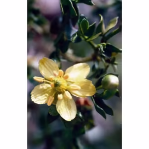 Chaparral Floral da Califórnia 30 ml