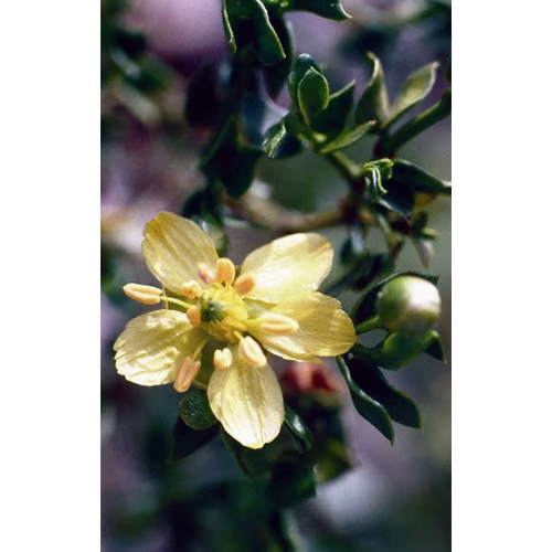 Chaparral Floral da Califórnia - Imagem 2