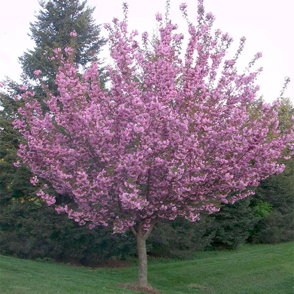 Cherry Floral do Pacífico