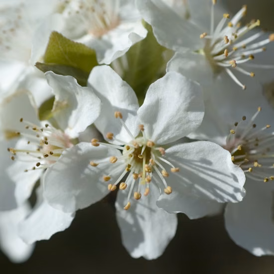 Cherry Plum Floral de Bach 10 ml