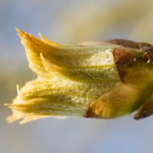 Chestnut Bud Floral de Bach 10 ml
