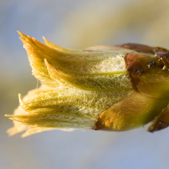 Chestnut Bud Floral de Bach 10 ml