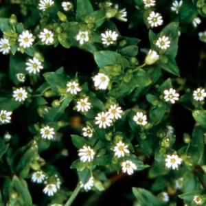 Chickweed Floral do Pacífico