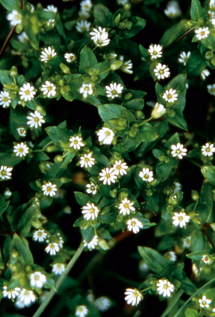 Chickweed Floral do Pacífico
