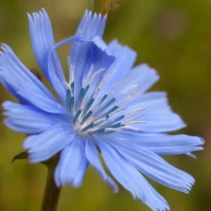 Chicory Floral de Bach 20 ml