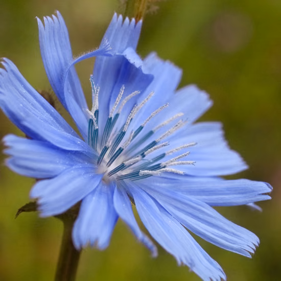 Chicory Floral de Bach 20 ml