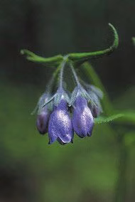 Chiming Bells Floral do Alaska