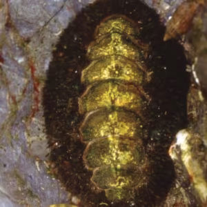 Chiton Essência Marinha do Pacífico