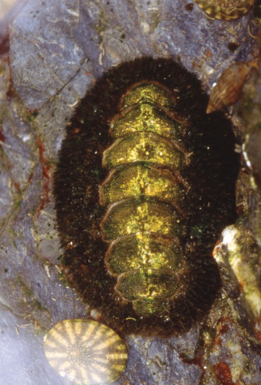 Chiton Essência Marinha do Pacífico