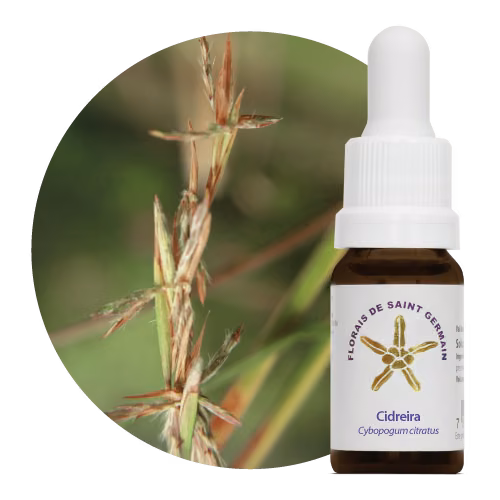 Cidreira Floral de Saint Germain -10 ml
