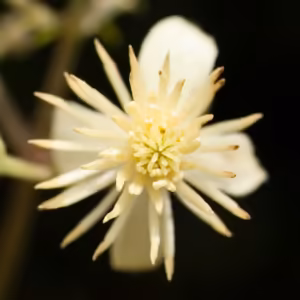 Clematis Floral de Bach 20 ml